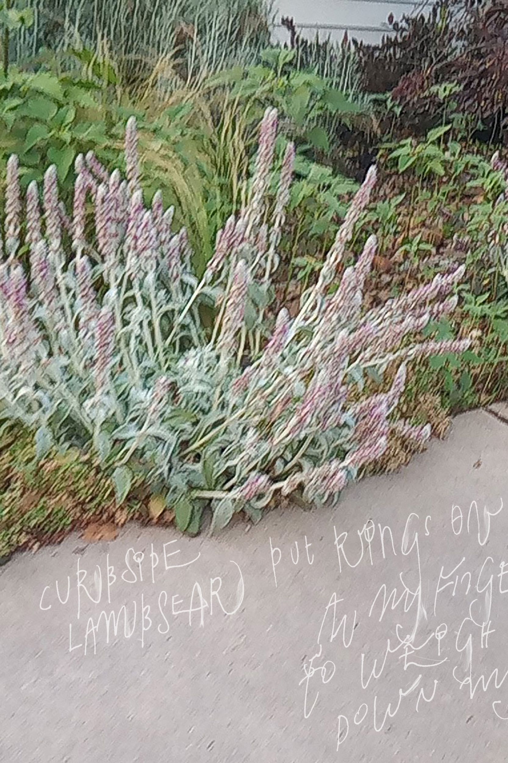 Curbside Lambsear: Put Rings on All My Fingers to Weigh Down My Hands EP